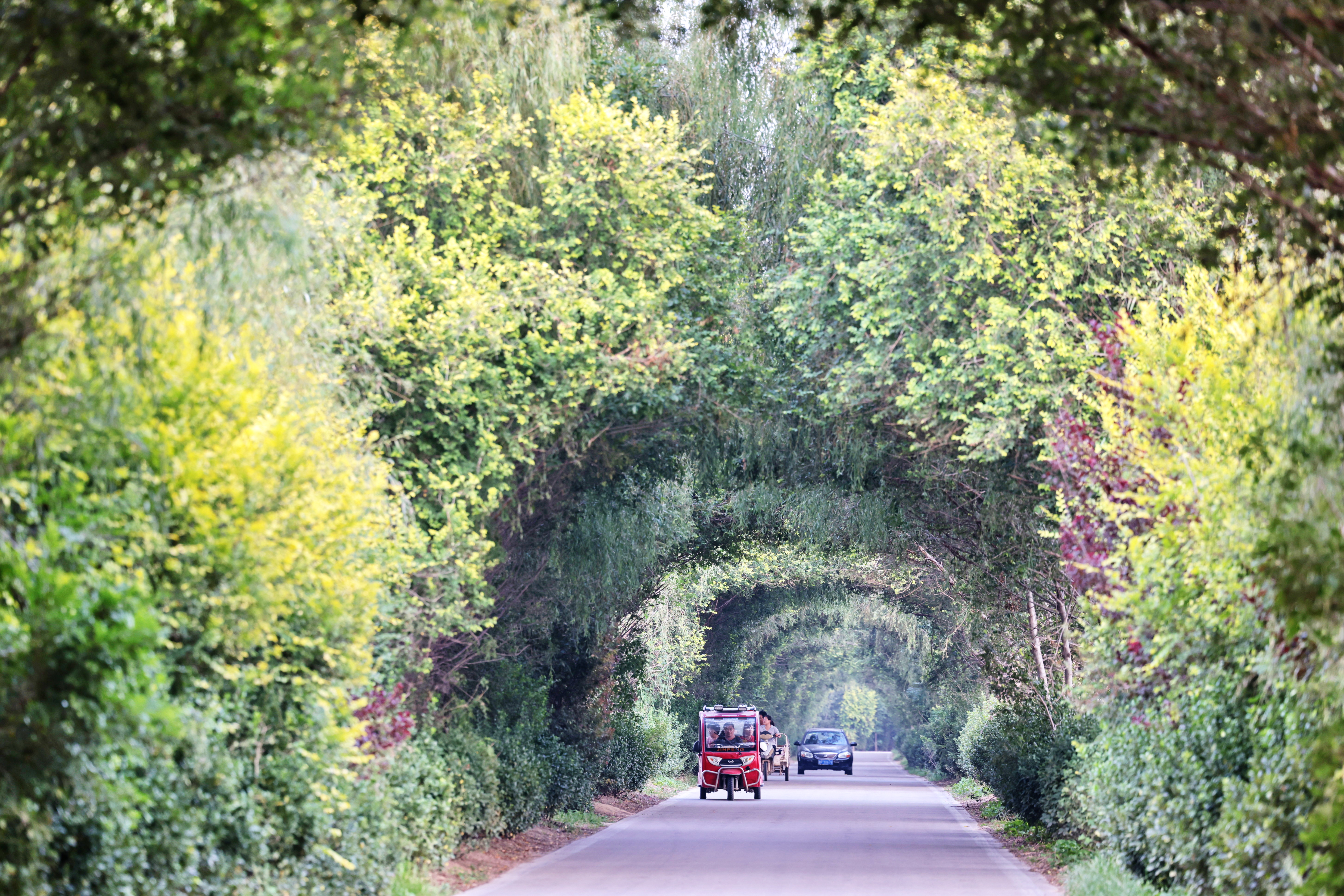 鄉村公路 秋色如畫(分離圖)8767(3012056)-20220916161151.JPG