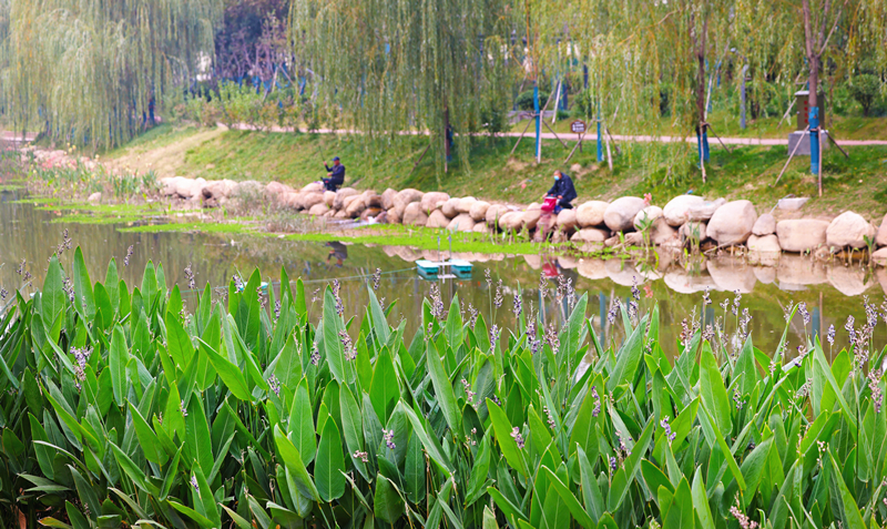 (攝影專版) 水泥叢林里的綠野仙境(分離(3154641)-20221111111343_副本.jpg